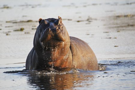 Téléchargez les photos : Hippopotame, hippopotame amphibie, adulte debout dans l'eau, rivière Khwai, réserve de Moremi, delta de l'Okavango au Botswana - en image libre de droit
