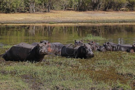 Photo for Hippopotamus, hippopotamus amphibius, Group standing in Water, Khwai River, Moremi Reserve, Okavango Delta in Botswana - Royalty Free Image