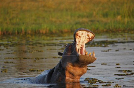 Photo for Hippopotamus, hippopotamus amphibius, Adult with Mouth wide open, Threat display, Khwai River, Moremi Reserve, Okavango Delta in Botswana - Royalty Free Image