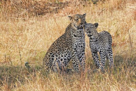 Foto de Leopardo, pantera pardus, Madre y Cachorro, Reserva Moremi, Delta del Okavango en Botswana - Imagen libre de derechos