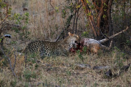 Téléchargez les photos : Léopard, panthera pardus, adulte tué, réserve de Moremi, delta de l'Okavango au Botswana - en image libre de droit