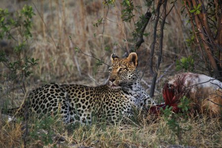 Téléchargez les photos : Léopard, panthera pardus, adulte tué, réserve de Moremi, delta de l'Okavango au Botswana - en image libre de droit