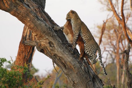 Photo for Leopard, panthera pardus, Adult standing in Tree, with a Kill, Moremi Reserve, Okavango Delta in Botswana - Royalty Free Image