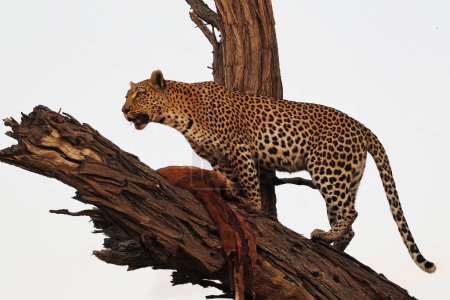 Foto de Leopardo, pantera pardus, adulto de pie en el árbol, con una muerte, Reserva Moremi, Delta del Okavango en Botswana - Imagen libre de derechos