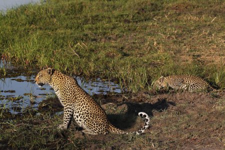 Foto de Leopardo, pantera pardus, Madre con cachorro en el abrevadero, Reserva Moremi, Delta del Okavango en Botswana - Imagen libre de derechos