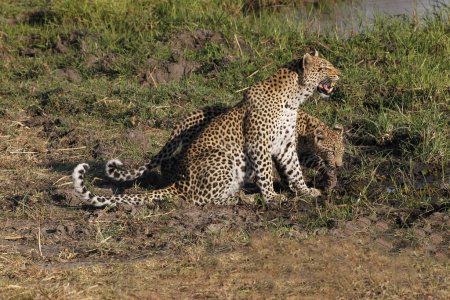 Foto de Leopardo, pantera pardus, Madre y cachorro, Snarling, Reserva Moremi, Delta del Okavango en Botswana - Imagen libre de derechos