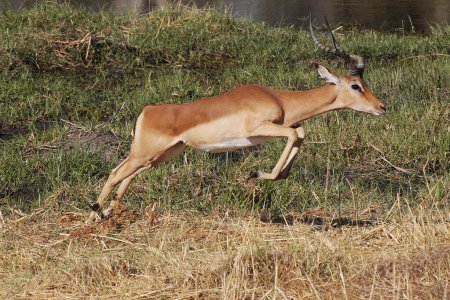 Foto de Impala, aepyceros melampus, Male running along Khwai River, Moremi Reserve, Okavango Reserve, Okavango Delta in Botswana - Imagen libre de derechos