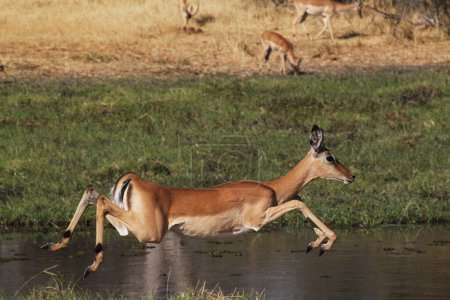 Foto de Impala, aepyceros melampus, Hembra corriendo a lo largo del río Khwai, Reserva Moremi, Reserva Okavango, Delta del Okavango en Botswana - Imagen libre de derechos