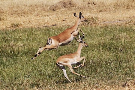 Foto de Impala, aepyceros melampus, Hembras corriendo a lo largo del río Khwai, Reserva Moremi, Reserva Okavango, Delta del Okavango en Botswana - Imagen libre de derechos
