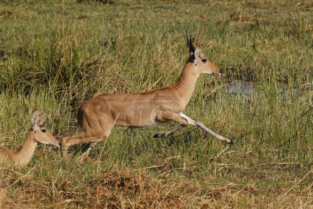 Foto de Reedbuck, redunca arundinum, Masculino corriendo, Reserva Moremi, Delta del Okavango en Botswana - Imagen libre de derechos