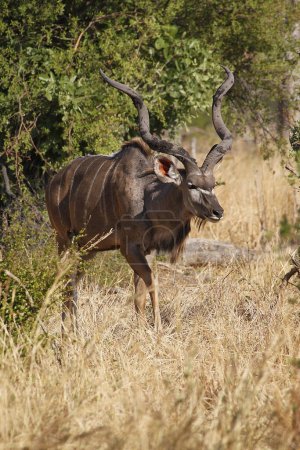 Téléchargez les photos : Grand Kudu, tragelaphus strepsiceros, Homme debout à Bush, Réserve de Moremi, Delta de l'Okavango au Botswana - en image libre de droit