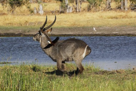 Photo for Common Waterbuck, kobus ellipsiprymnus, Male running along Khwai River, Moremi Reserve, Okavango Delta in Botswana - Royalty Free Image
