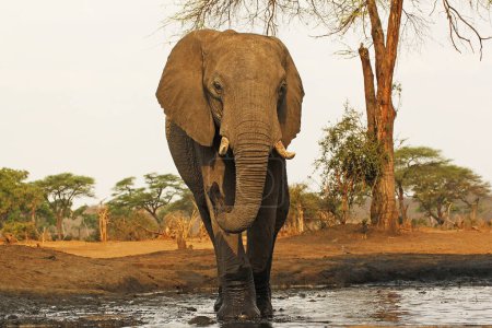Photo for African Elephant, loxodonta africana, Adult drinking water at Waterhole, Near Chobe River, Botswana - Royalty Free Image