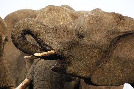 Téléchargez les photos : Éléphant d'Afrique, loxodonta africana, eau potable à Waterhole, près de Chobe River, Botswana - en image libre de droit