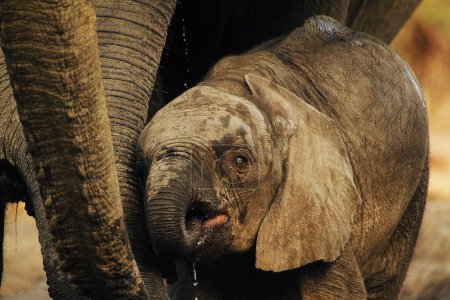 Téléchargez les photos : Eléphant d'Afrique, loxodonta africana, Truites de veau et d'adulte, Près de Chobe River, Botswana - en image libre de droit