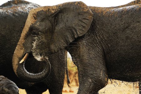 Téléchargez les photos : Éléphant d'Afrique, loxodonta africana, pulvérisation d'eau par les adultes, trou d'eau près de Chobe River, Botswana - en image libre de droit