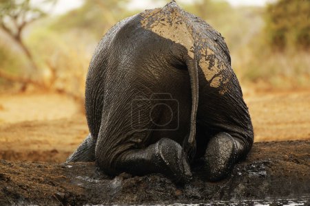 Téléchargez les photos : Eléphant d'Afrique, loxodonta africana, Veau ayant bain de boue, Trou de l'eau près de Chobe River, Botswana - en image libre de droit
