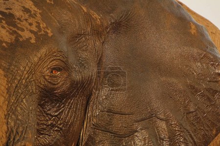 Téléchargez les photos : Éléphant d'Afrique, loxodonta africana, Gros plan de la tête avec les yeux et les oreilles, Près de Chobe River, Botswana - en image libre de droit