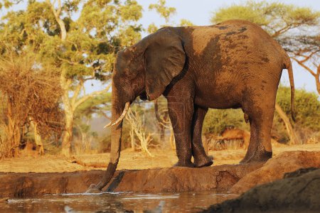 Foto de Elefante africano, loxodonta africana, Agua potable para adultos en Waterhole, Cerca del río Chobe, Botswana - Imagen libre de derechos
