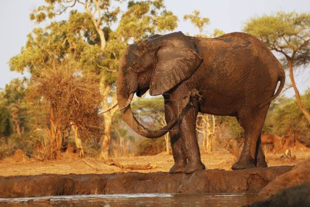 Téléchargez les photos : Éléphant d'Afrique, loxodonta africana, pulvérisation d'eau par les adultes, trou d'eau près de Chobe River, Botswana - en image libre de droit