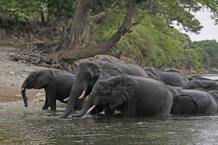 Foto de Elefante africano, loxodonta africana, Cruce grupal del río Chobe, Botsuana - Imagen libre de derechos
