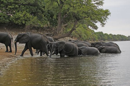 Téléchargez les photos : Eléphant d'Afrique, loxodonta africana, Cheptel traversant la rivière Chobe, Botswana - en image libre de droit