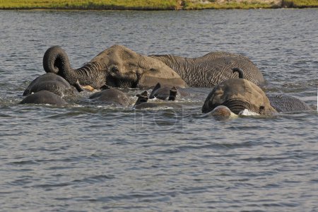 Foto de Elefante africano, loxodonta africana, Cruce grupal del río Chobe, Botsuana - Imagen libre de derechos