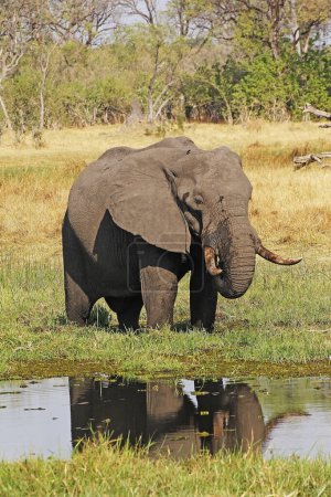 Foto de Elefante africano, loxodonta africana, adulto de pie en el pantano, Reserva Moremi, Delta del Okavango en Botswana - Imagen libre de derechos