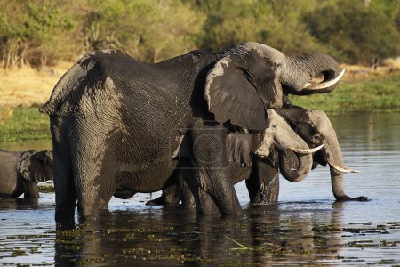 Photo for African Elephant, loxodonta africana, group drinking Water at Khwai River, Moremi Reserve, Okavango Delta in Botswana - Royalty Free Image