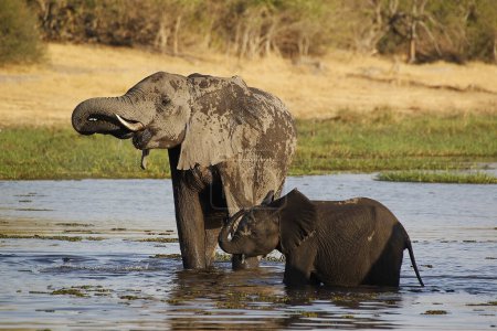 Foto de Elefante africano, loxodonta africana, Madre y ternera en el río Khwai, Reserva Moremi, Delta del Okavango en Botswana - Imagen libre de derechos