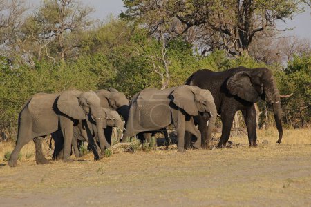 Téléchargez les photos : Eléphant d'Afrique, loxodonta africana, promenade en troupeau, réserve de Moremi, delta de l'Okavango au Botswana - en image libre de droit