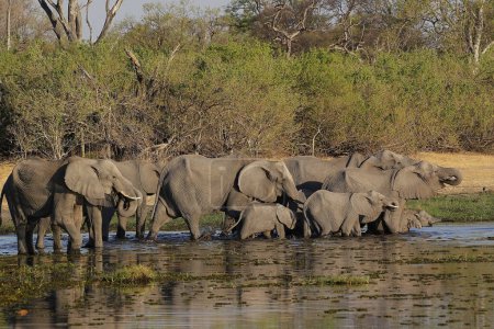 Téléchargez les photos : Eléphant d'Afrique, loxodonta africana, Troupeau debout dans l'eau, rivière Khwai, réserve de Moremi, delta de l'Okavango au Botswana - en image libre de droit