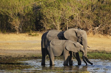 Téléchargez les photos : Eléphant d'Afrique, loxodonta africana, mère et veau dans la rivière Khwai, réserve de Moremi, delta de l'Okavango au Botswana - en image libre de droit