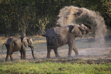 Photo for African Elephant, loxodonta africana, having Dust Bath, Moremi Reserve, Okavango Delta in Botswana - Royalty Free Image