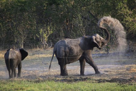 Foto de Elefante africano, loxodonta africana, con baño de polvo, reserva Moremi, delta del Okavango en Botsuana - Imagen libre de derechos