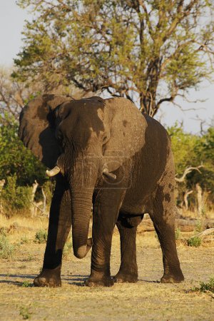 Téléchargez les photos : Eléphant d'Afrique, loxodonta africana, Adulte, Réserve de Moremi, Delta de l'Okavango au Botswana - en image libre de droit