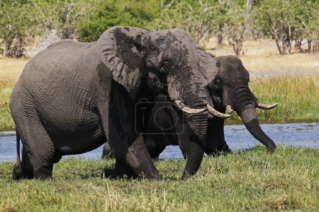 Foto de Elefante africano, loxodonta africana, Adultos de pie en el agua, Río Khwai, Reserva Moremi, Delta del Okavango en Botswana - Imagen libre de derechos