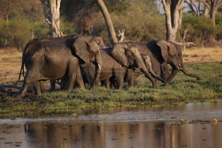 Photo for African Elephant, loxodonta africana, Herd standing in Water, Khwai River, Moremi Reserve, Okavango Delta in Botswana - Royalty Free Image