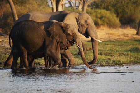 Téléchargez les photos : Eléphant d'Afrique, loxodonta africana, Groupe debout dans l'eau, rivière Khwai, réserve de Moremi, delta de l'Okavango au Botswana - en image libre de droit
