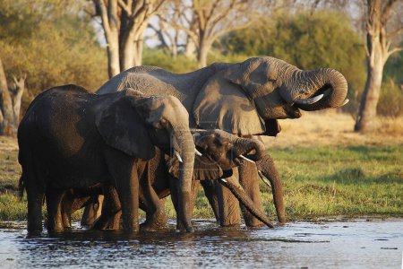 Téléchargez les photos : African Elephant, loxodonta africana, groupe d'eau potable à Khwai River, réserve de Moremi, delta de l'Okavango au Botswana - en image libre de droit
