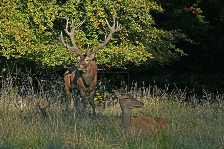 Foto de Ciervo rojo, cervus elaphus, ciervo y hembra, Suecia - Imagen libre de derechos