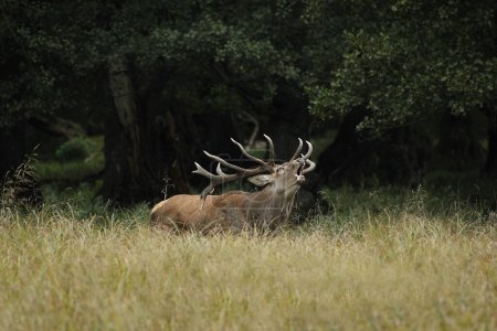 Photo for Red Deer, cervus elaphus, Stag Roaring during the Rutting season, Sweden - Royalty Free Image