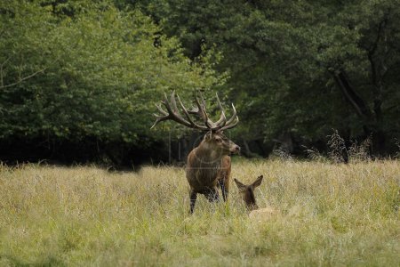 Foto de Ciervo rojo, cervus elaphus, ciervo y hembra, Suecia - Imagen libre de derechos