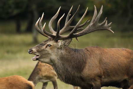 Photo for Red Deer, cervus elaphus, Stag Roaring during the Rutting season, Sweden - Royalty Free Image