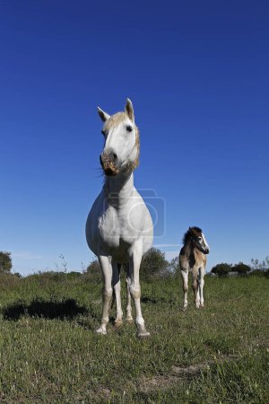 Photo for Camargue Horse, Mare and Foal standing in Meadow, Saintes Marie de la Mer in The South of France - Royalty Free Image