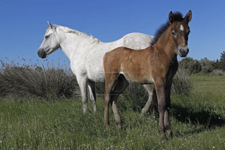 Foto de Camargue Horse, Mare and Foal de pie en Meadow, Saintes Marie de la Mer en el sur de Francia - Imagen libre de derechos
