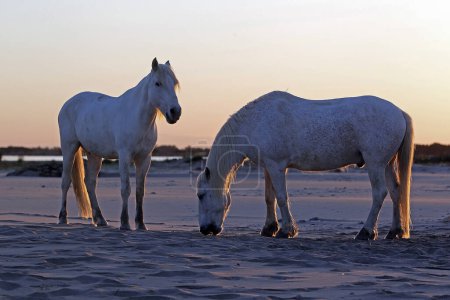 Photo for Camargue Horses on the Beach, Saintes Marie de la Mer in Camargue, in the South of France - Royalty Free Image