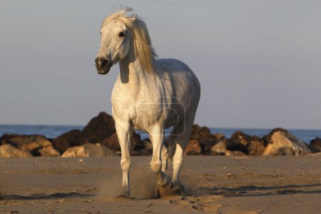 Foto de Camargue Horse, Trotting on the Beach, Saintes Marie de la Mer en Camargue, en el sur de Francia - Imagen libre de derechos