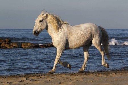 Photo for Camargue Horse, Trotting on the Beach, Saintes Marie de la Mer in Camargue, in the South of France - Royalty Free Image