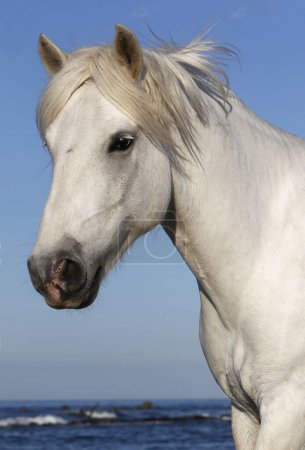 Photo for Camargue Horse, Portrait of Adult, Saintes Marie de la Mer in The South of France - Royalty Free Image